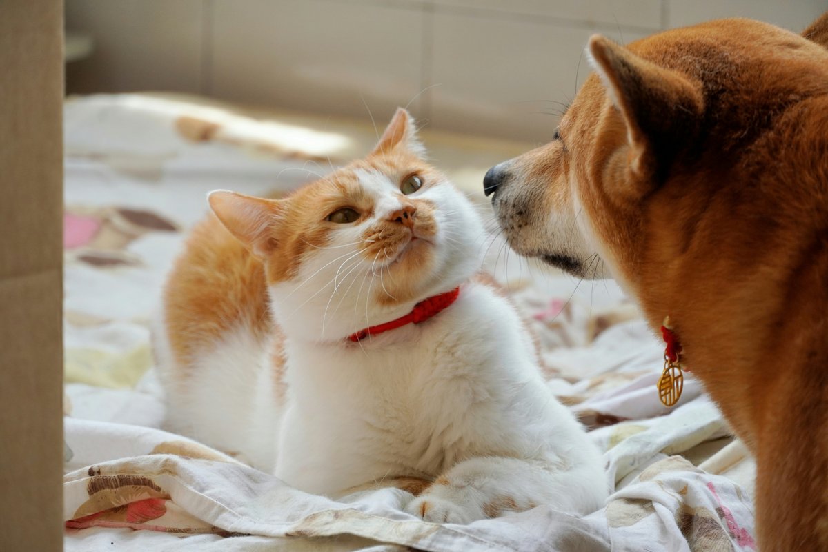 Shiba Inu dog and orange cat bonding — all pets covered by All Pet Cards