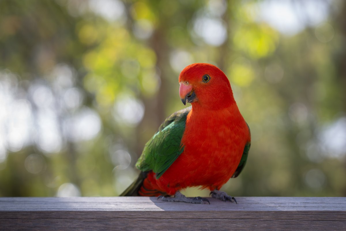 Vibrant Australian King Parrot — avian vet care financed by All Pet Cards