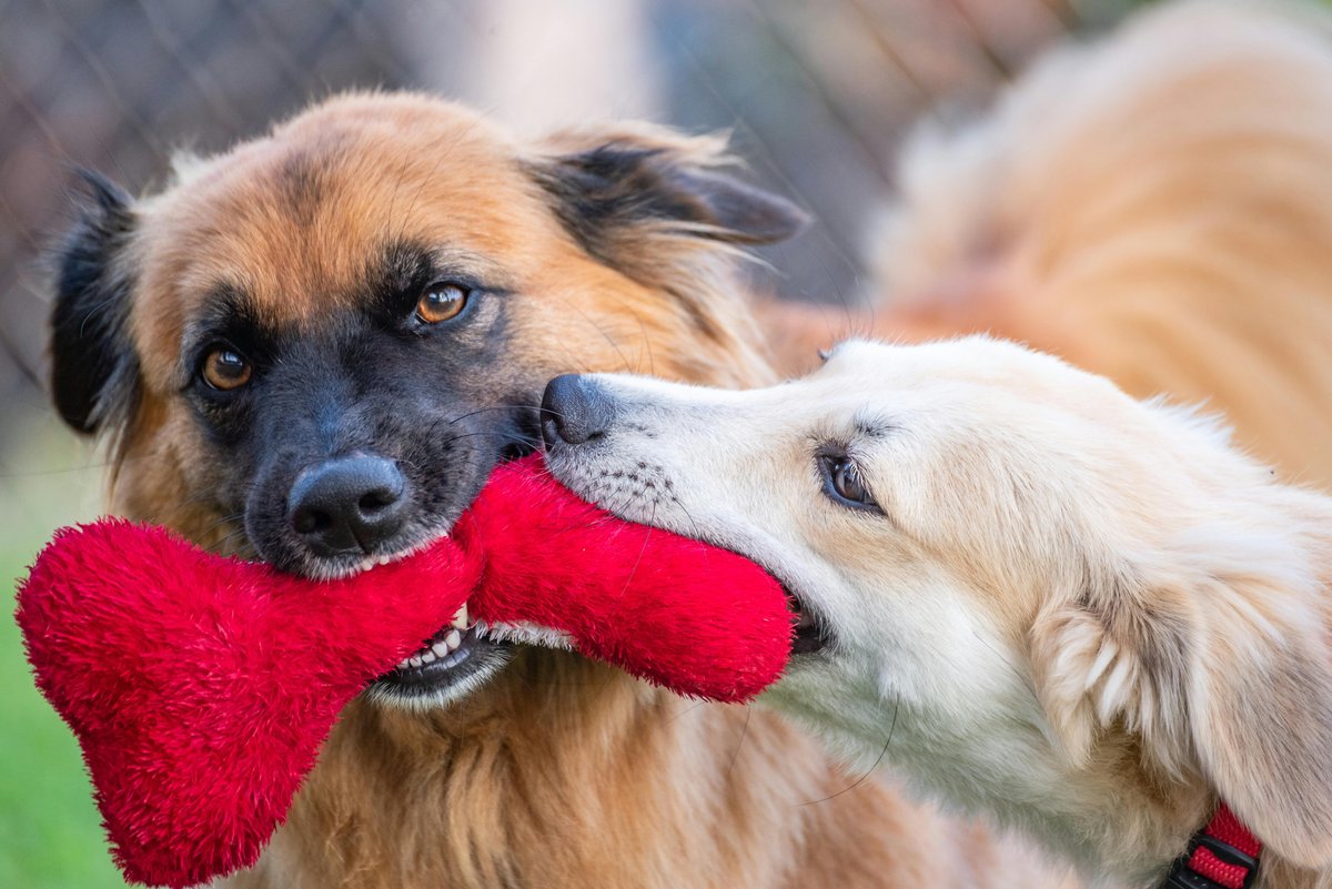 Two dogs playing at boarding — covered by All Pet Cards