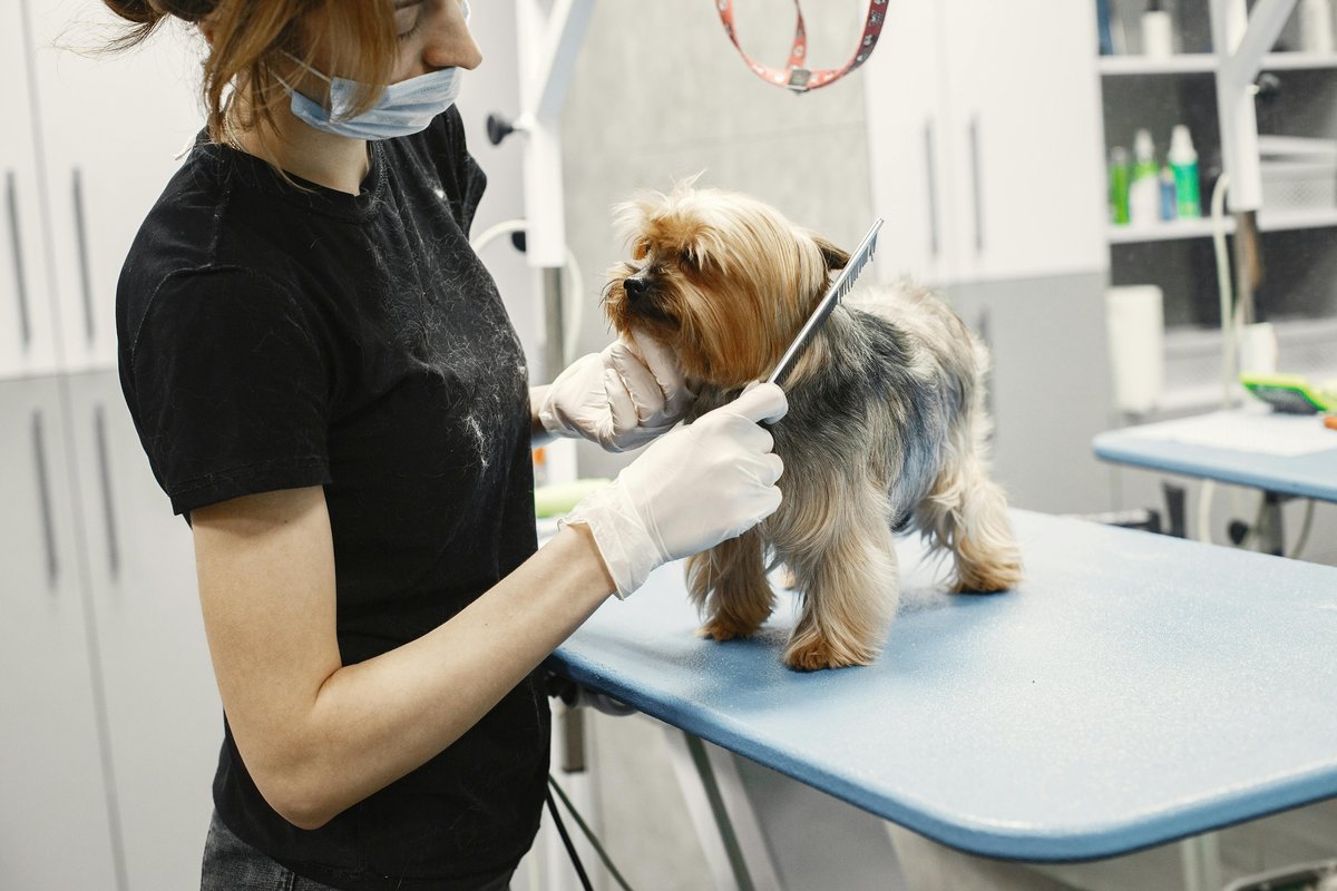 Professional groomer brushing Yorkshire terrier at pet salon — pet grooming financing with All Pet Card 0% interest