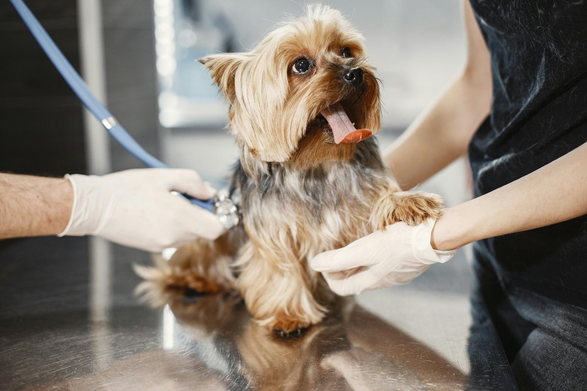 Yorkshire terrier at veterinarian — vet bills covered by All Pet Cards financing