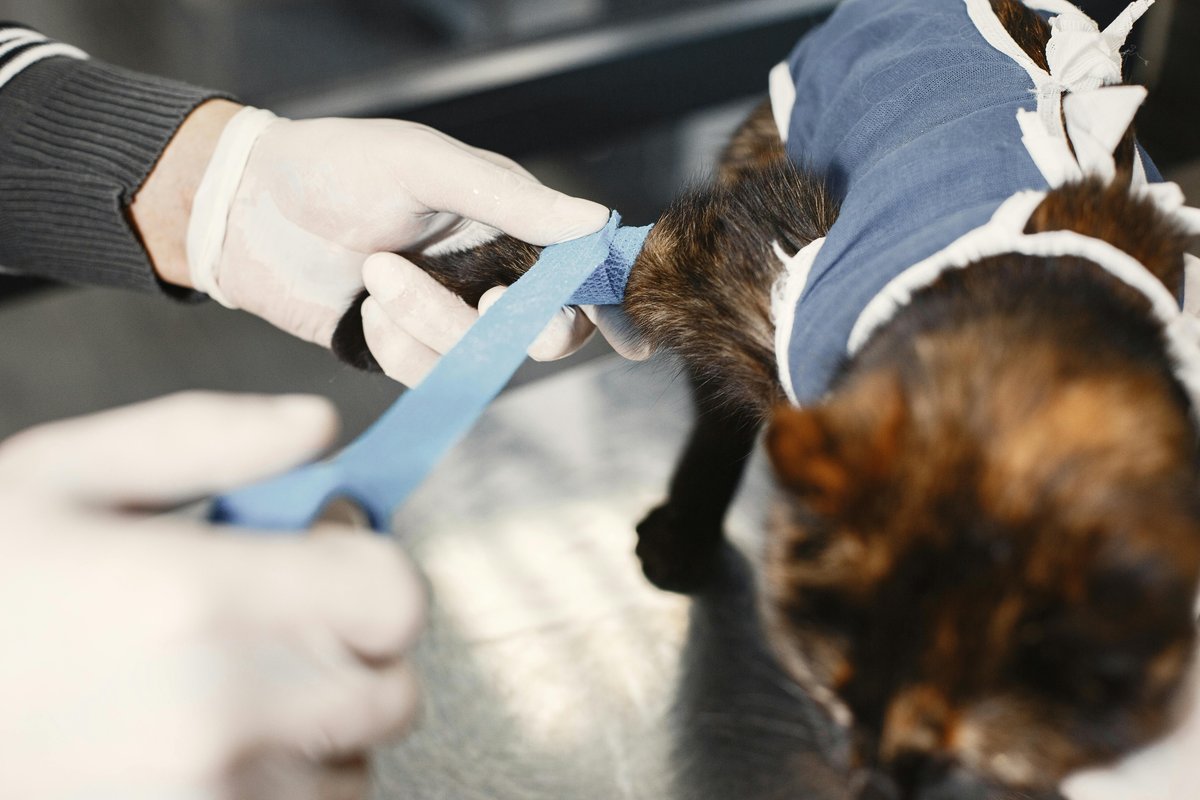 Veterinarian wrapping bandage on injured cat — emergency veterinary care financing with All Pet Card USA