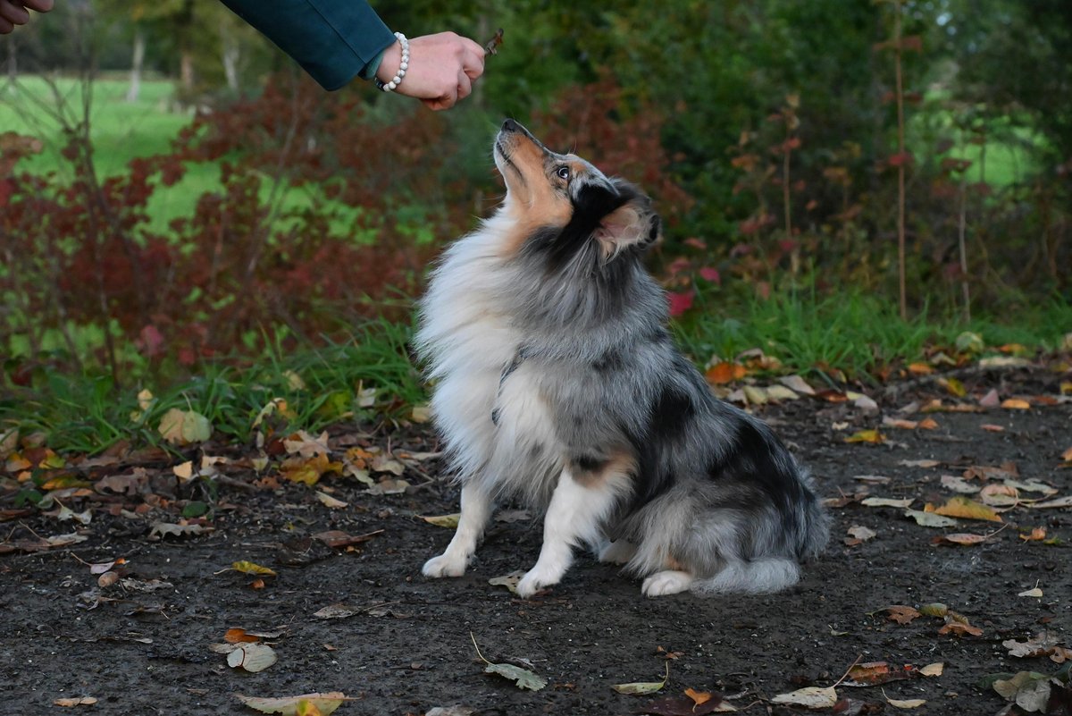 Sheltie dog training — how to use pet credit card to save money