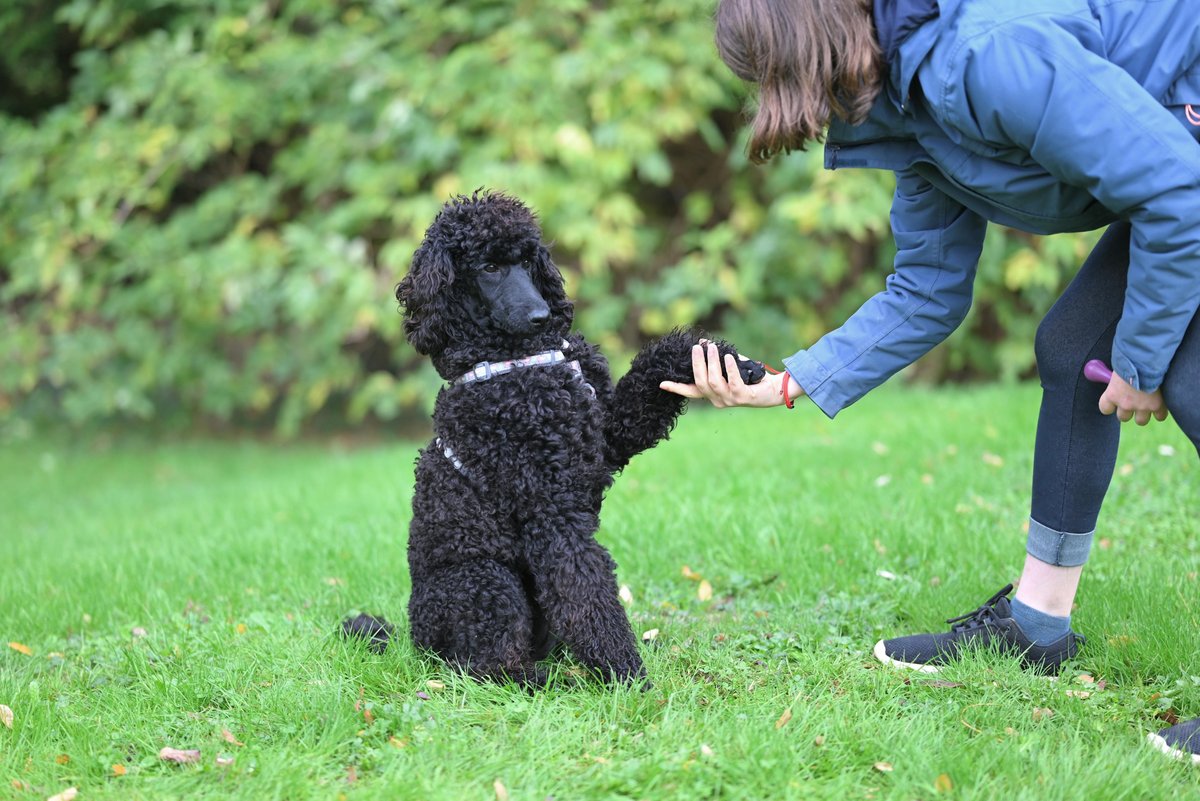 Dog owner