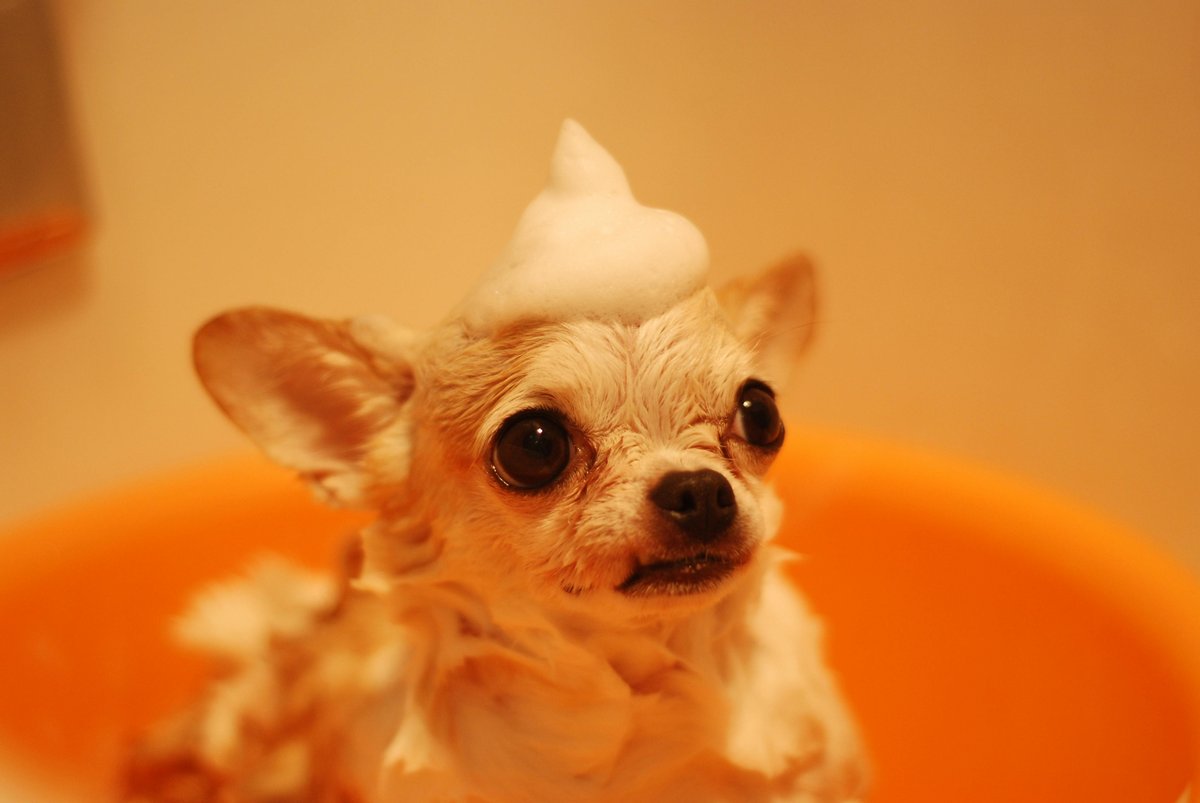 Cute Chihuahua bath time grooming — paid for with All Pet Cards