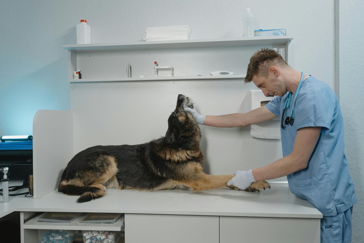 Veterinarian examining German Shepherd — comparing All Pet Card vs CareCredit for dog <a href=